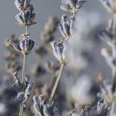 Soy Wax Candle, Lavender