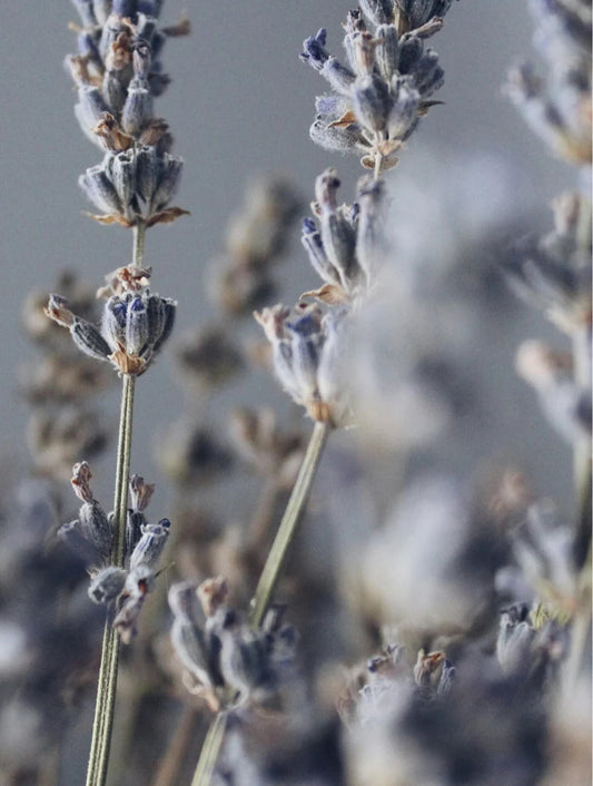 Soy Wax Candle, Lavender