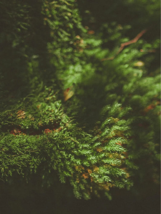 Soy Wax Candle, Moss